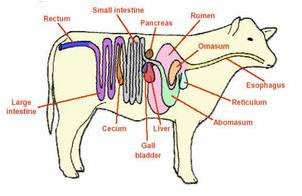 TERNAK RUMINANSIA  Struktur khusus sistem pencernaan hewan  