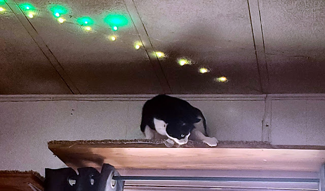 A black and white cat is perched atop a high shelf, intently looking down, possibly at something or someone below. String lights with green bulbs add a subtle, festive ambiance to the background, casting a dim glow on the ceiling.