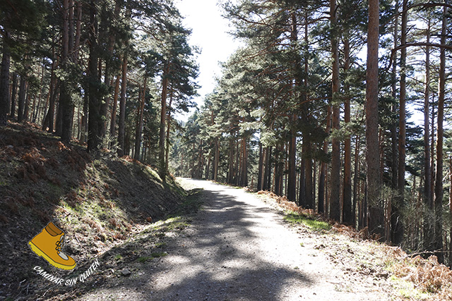 Pista forestal por la Loma de la Cacera