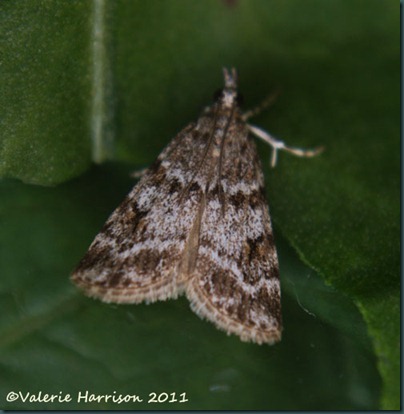Scoparia ambigualus