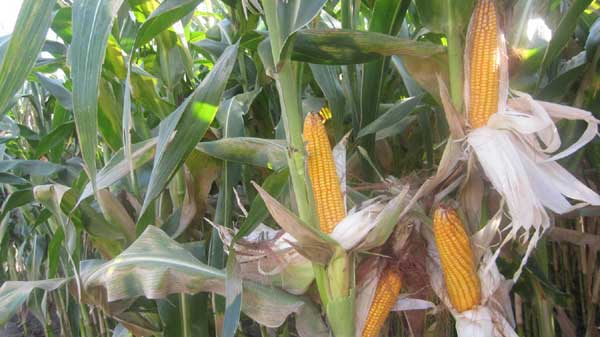 Cara menanam jagung hibrida