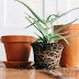 How to Repot Your Houseplants to Keep Them Happy