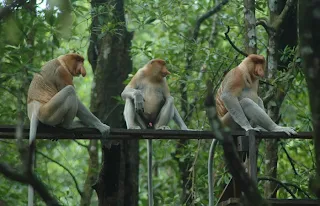 Bekantan di Hutan Mangrove Tarakan Borneo - Ardiz