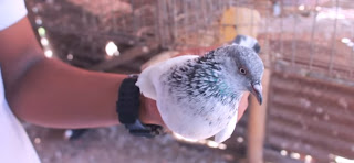 fancy kobutor palon| fancy pigeons