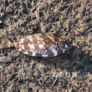 フカセ釣りで釣れたバリ