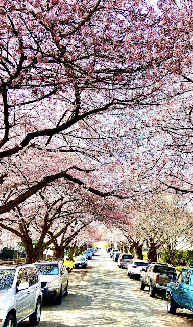 cherry blossoms in Vancouver are a stunning sight every spring