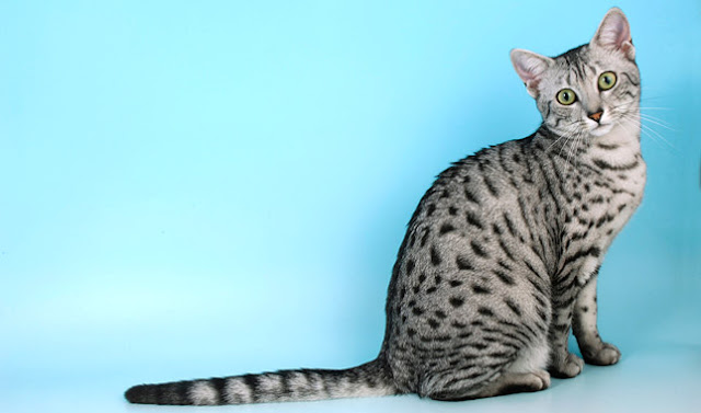 Beautiful Egyptian Mau Cat photo