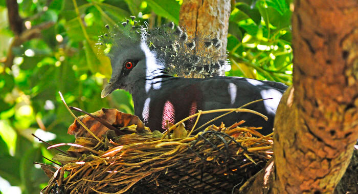 Meet The ‘Victoria Crowned Pigeon’, One Of The Most Stunning Birds Ever