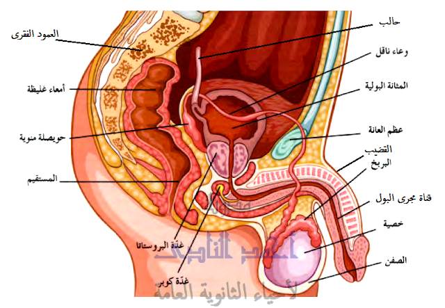  الجهاز التناسلى الذكرى
