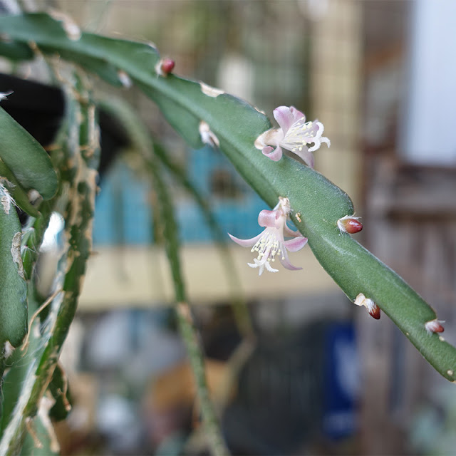 リプサリス  クルシフォルメ薄いピンク色の花