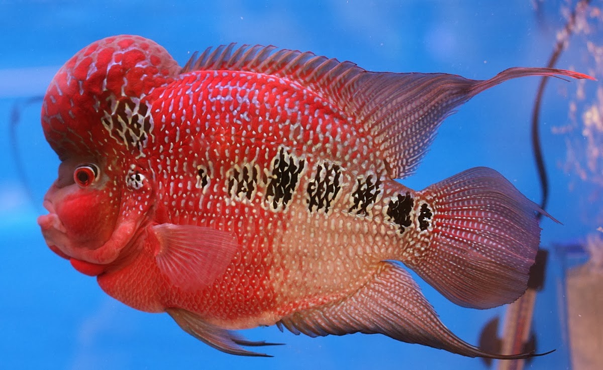Blok888: Top 10 Most Beautiful Freshwater Fish in the world 2