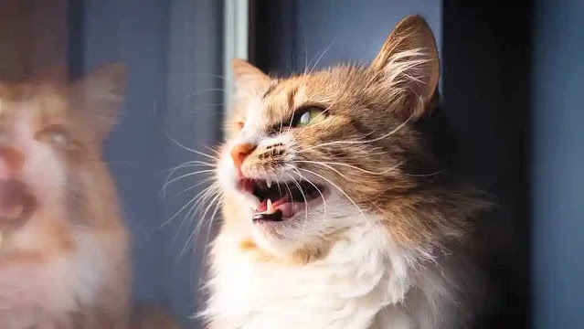 little grunts and squeaks from my cat