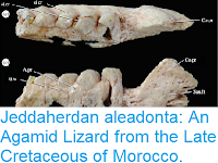 https://sciencythoughts.blogspot.com/2016/10/jeddaherdan-aleadonta-agamid-lizard.html