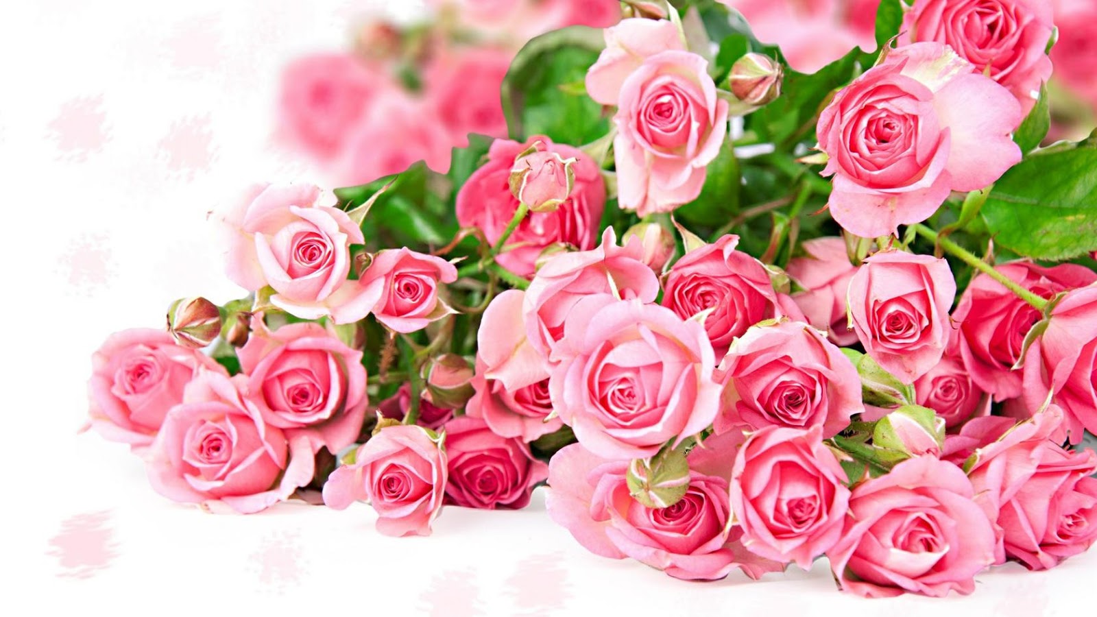 Makna Warna Bunga Mawar Pencinta Bunga Cantik Khas Surabaya