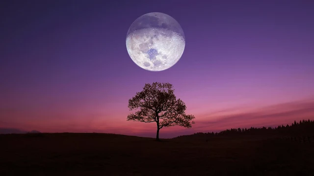 Lonely tree, sunset, moon  iphone and desktop wallpaper.