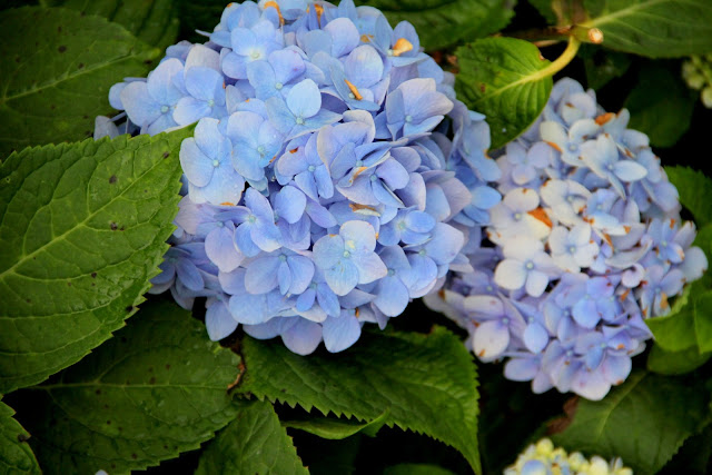 大梯田花卉生態農園 繡球花