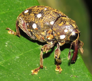 Marshallius multiguttatus