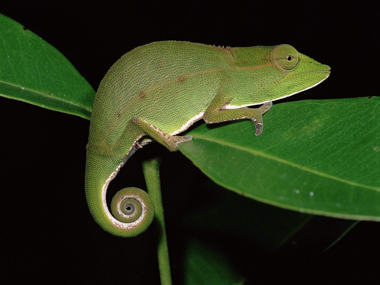 Foto Iguana dan Bunglon