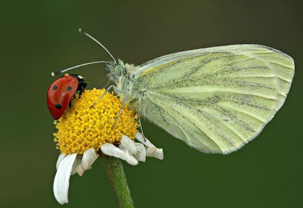 Mehmet Karaca lisans deviantart fotografia macro natureza joaninhas camaleão animais fofura