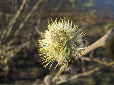 willow-strands-seed-flower-uk