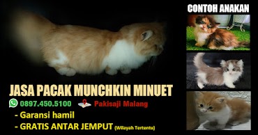 Pacak kucing di Malang