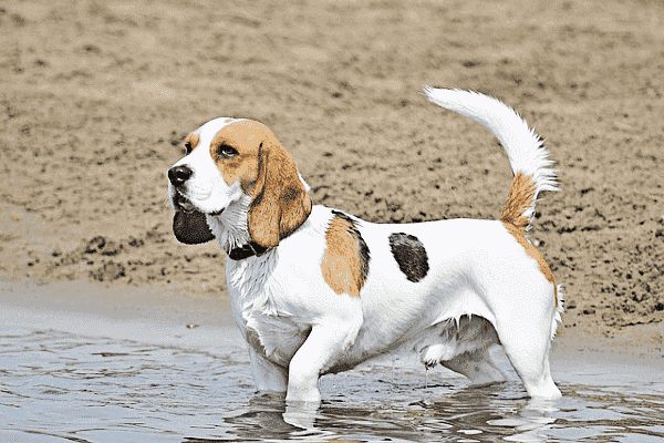 Tips for Caring for Beagle Dogs and Getting to Know the Character