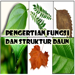 Pengertian Fungsi dan Struktur Daun