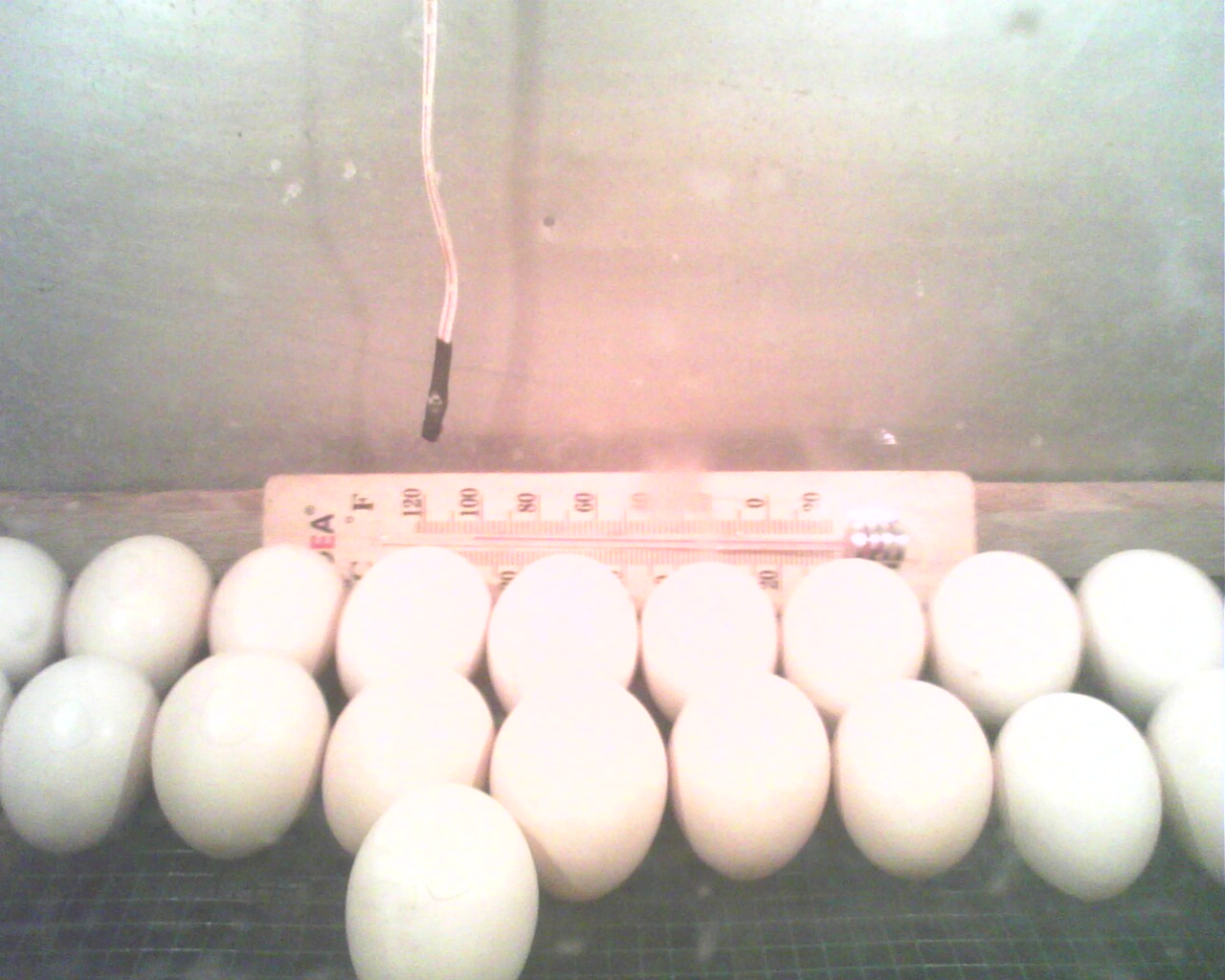Breeding proses penetasan telur  itik