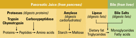 pancreatic enzyme