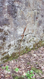 fort winnica fosa świński ogon potykacz zasieki