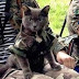 "Миссия невыполнима" - Боевой кот-бандеровец был послан в РФ забрать сало в российских снегирей