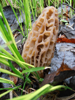 Big morel, Morchella elata, about 15 cm which makes good use of moisture