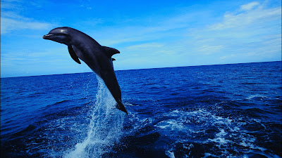 Dolphin Wallpapers and Backgrounds and download them on all your devices, Computer, Smartphone, Tablet...