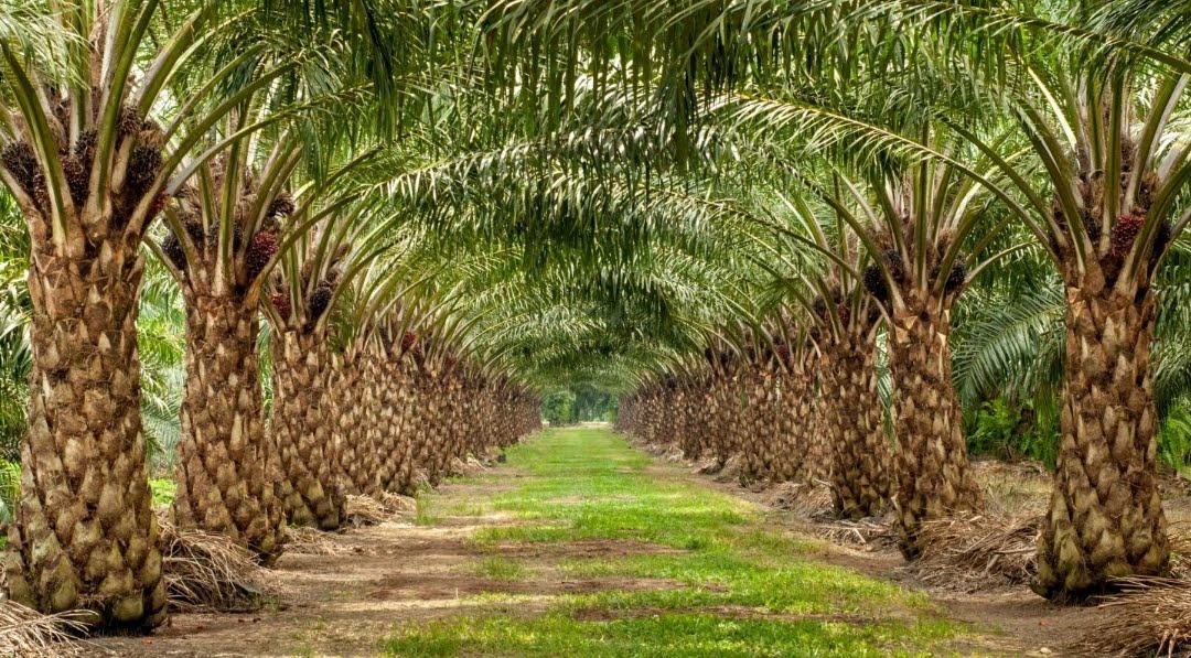 Kelapa Sawit