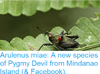 http://sciencythoughts.blogspot.co.uk/2016/01/arulenus-miae-new-species-of-pygmy.html