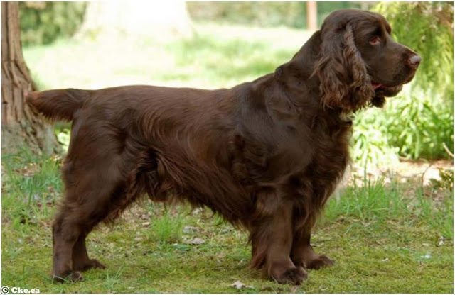 field spaniel