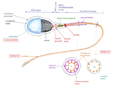 Ultrastructure du spermatozoïde