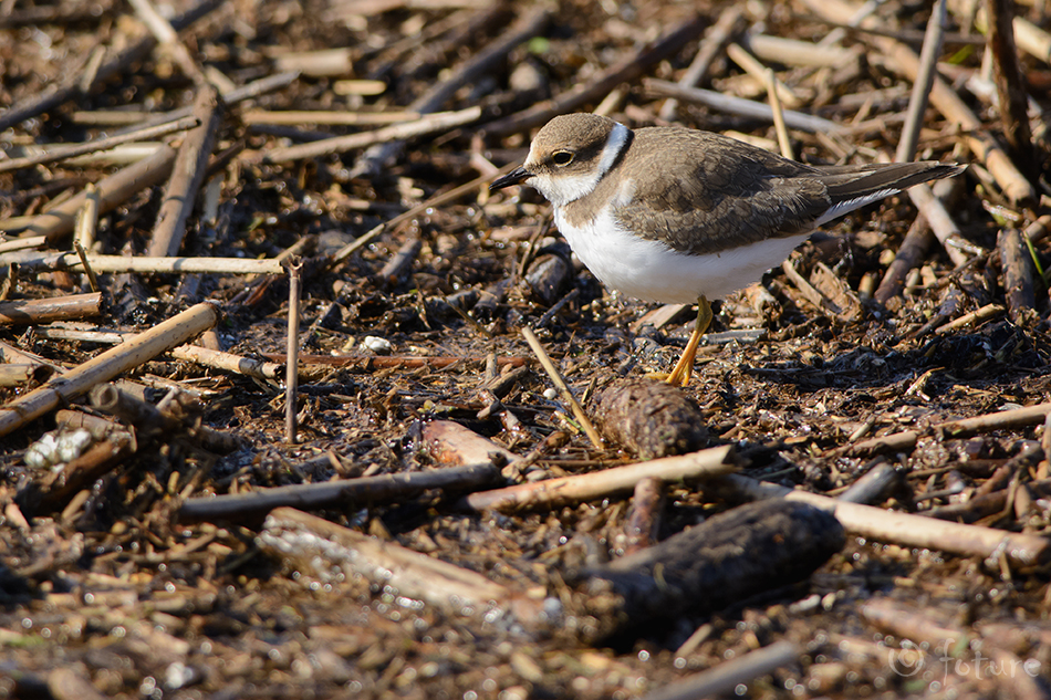 Väiketüll, Charadrius dubius curonicus, Little Ringed Plover, tüll