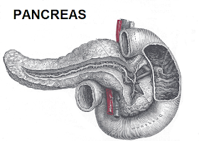 El páncreas