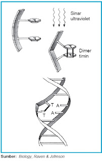 Pengertian Mutasi Gen Dan Kromosom Biologi Penyebab Dan 