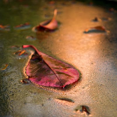 Wet Leaf, 2012 © Graham Dew