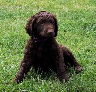 Curly Coated Retriever Puppies Picture