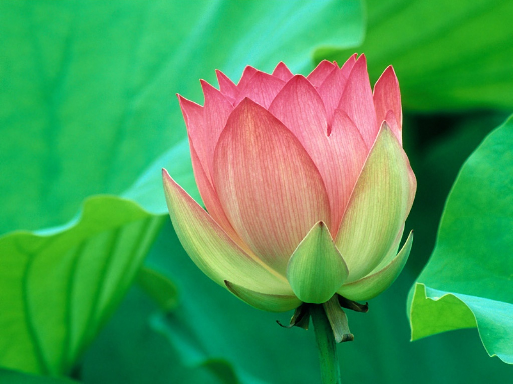 Flower Picture: Lotus Flower  3