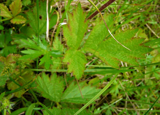 leaves, Geum rivale, water avens, https://cohanmagazine.blogspot.com/