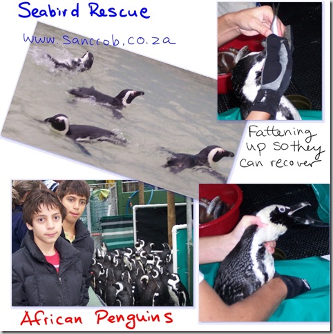 rescuedpenguins
