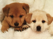 The dog in world: Photo of puppy dogs very pretty (dog puppys)