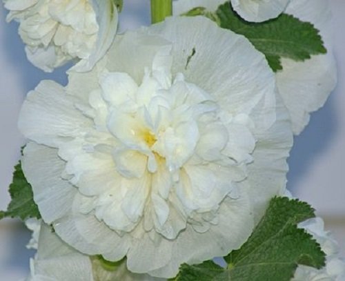 White Double Hollyhock has big, impressive 4-inch double or semi-double blooms. The flowers arise all along tall, sturdy stalks beginning just 4 months from sowing! Tall and stately, it blooms all summer for a rich display of big powder puff blossoms.