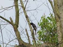20110313_093817_013_Shenkeng