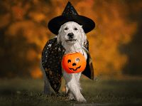 Perros Disfrazados para Halloween