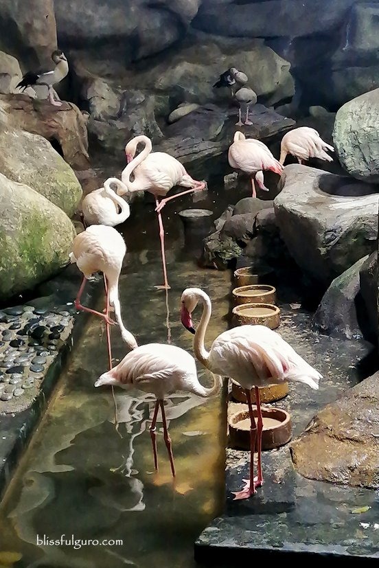 Underwater World Langkawi Flamingo